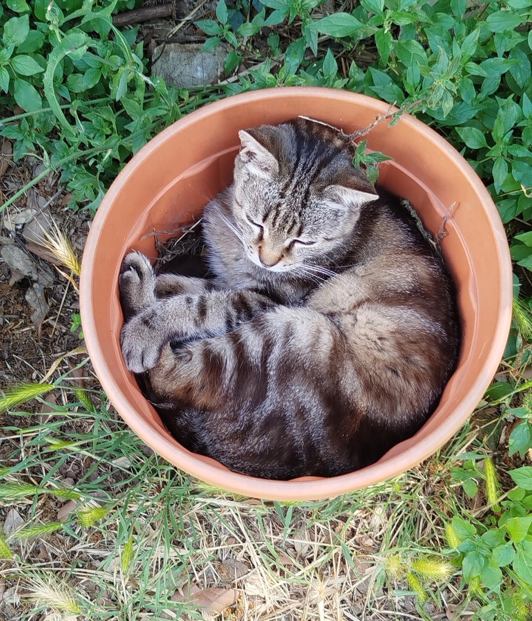 pottedcats