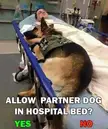 Allow partner dog in hospital bed ? Yes / No 
