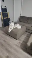 Husky guidance