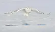 Snowy owl
