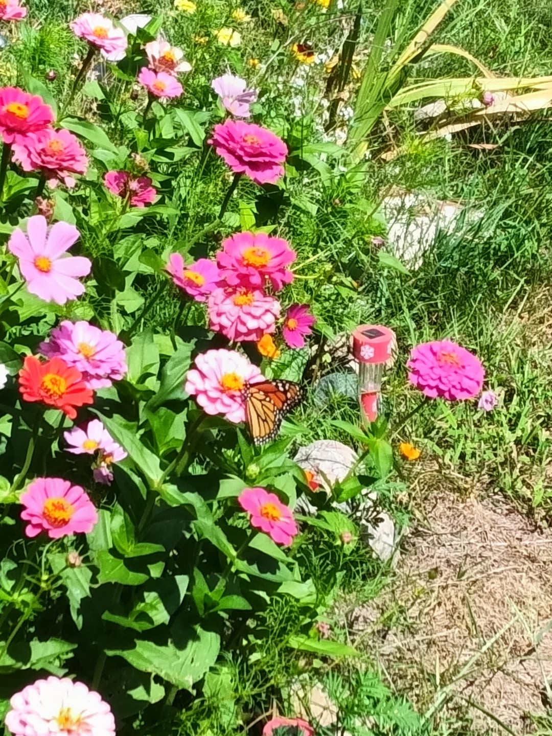Butterflies