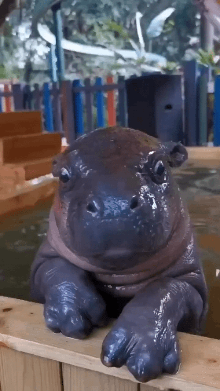 babyhippogifs