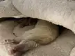 Ferret butt from the ferret cave. Toe beans bonus.