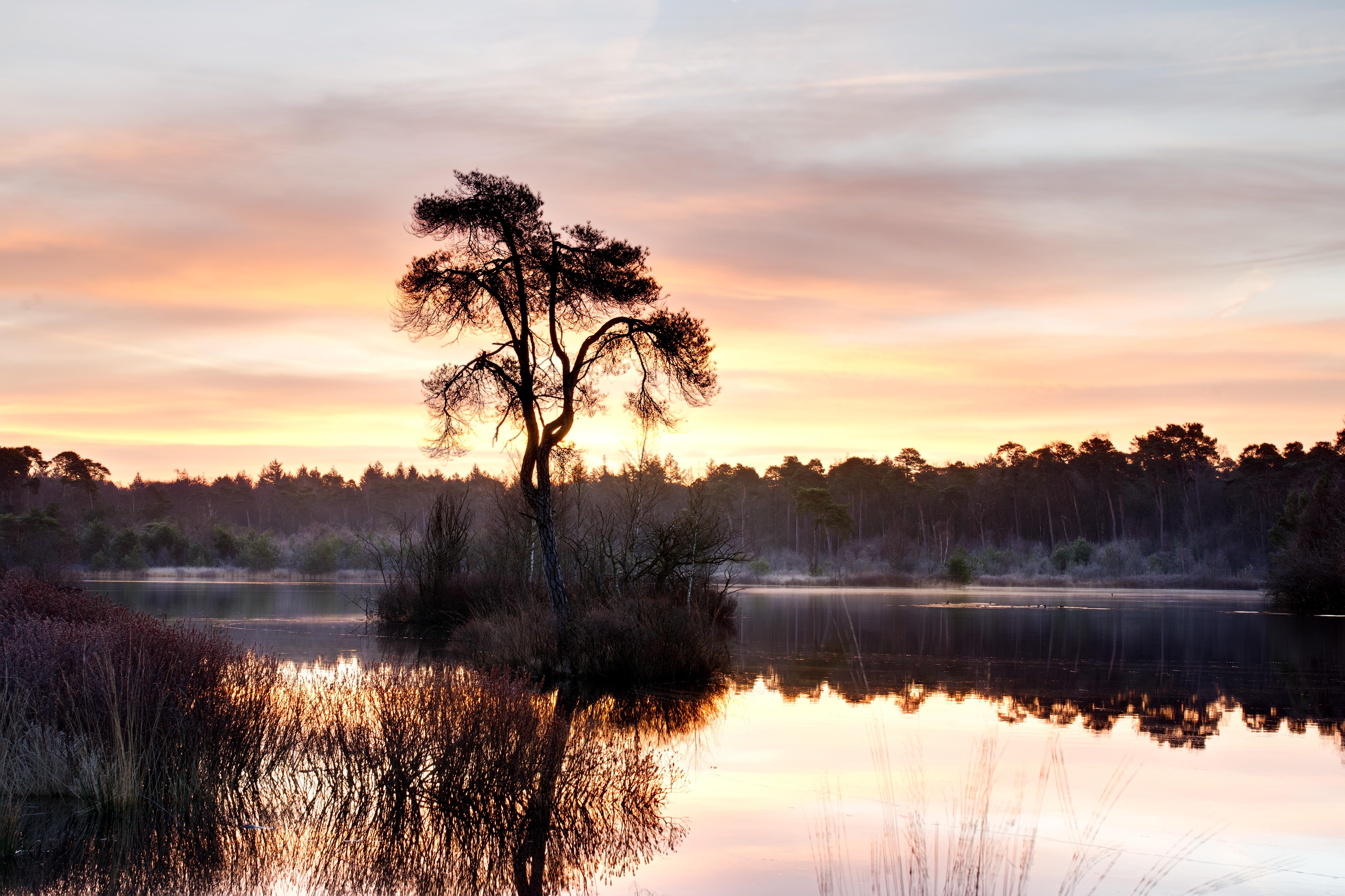 Lovely sunrise at a misty forest lake in the Netherlands..