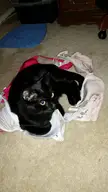 I used his favorite thing to create the circle and now he refuses to move. Awesome.