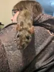 Pour a drink for Persephone. She lost her battle with her lungs on New Years Eve. 