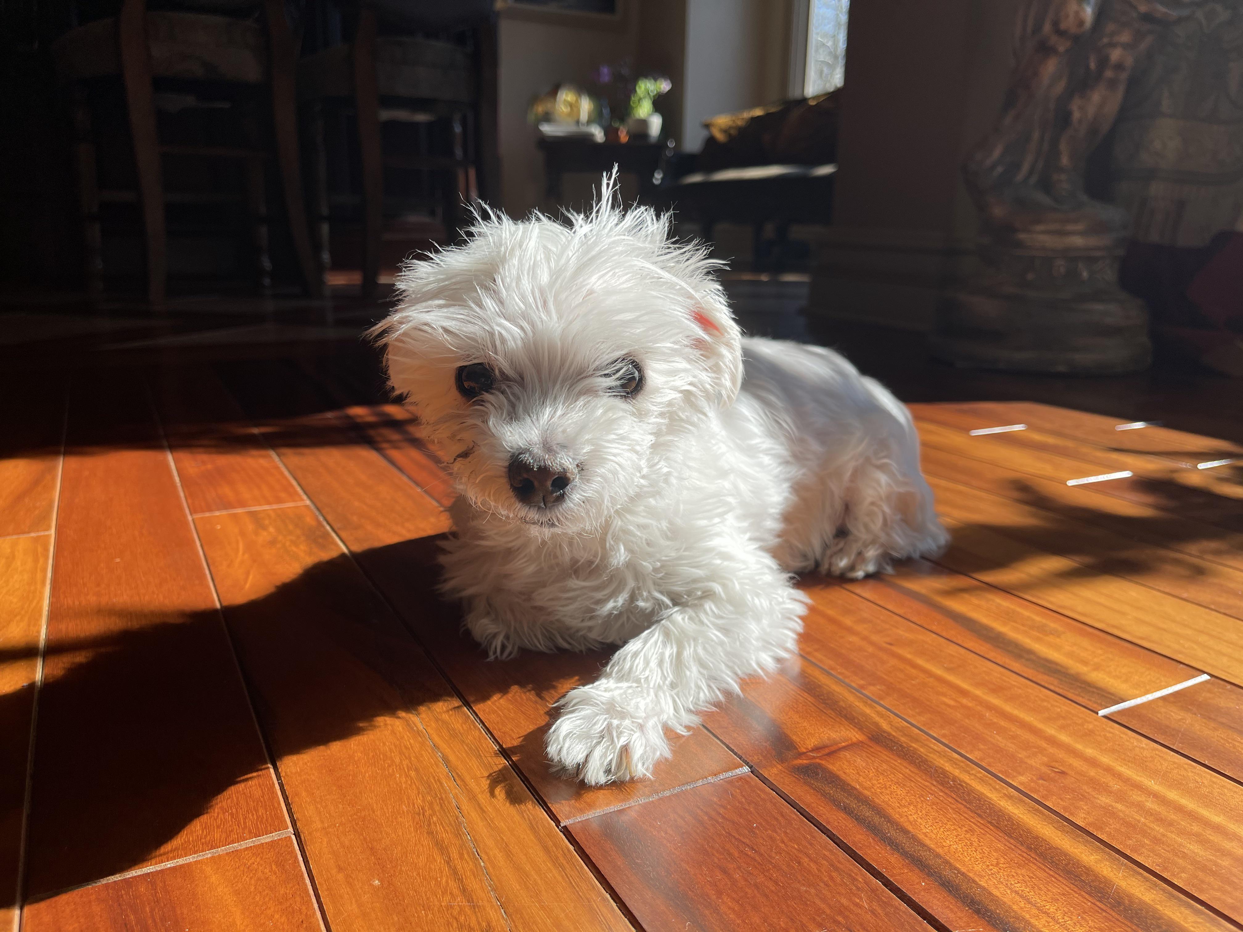 this old boy is almost 17. not the spring chicken anymore but still spunky and the love of my life <3
