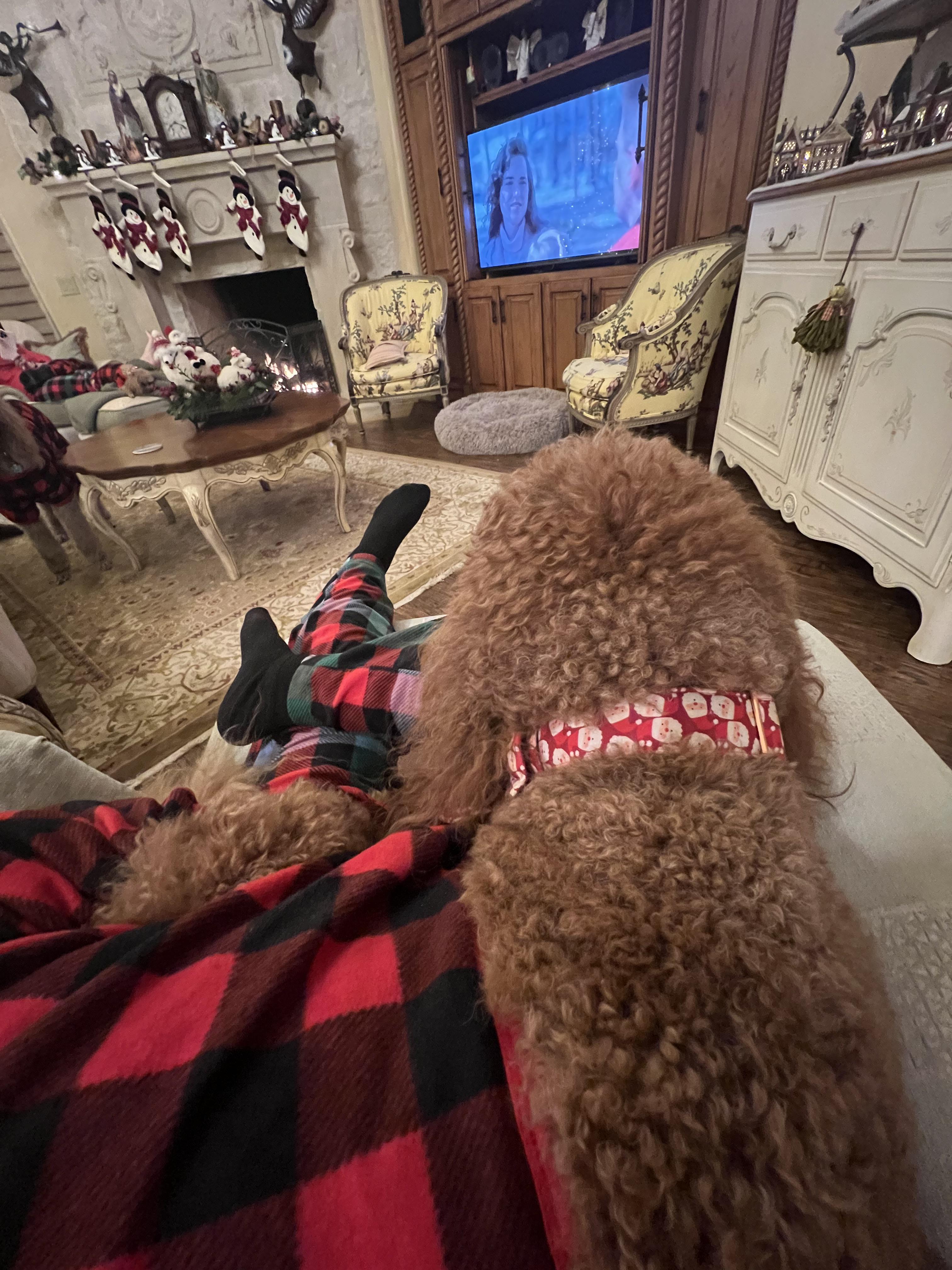 Big boy thinks he’s a lap dog (he’s not) pt2 Xmas edition