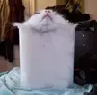 Cat-Fill Jar