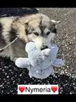 Nymeria in INDIANA has rescue coming but needs SHORT-TERM FOSTER -- can you help?