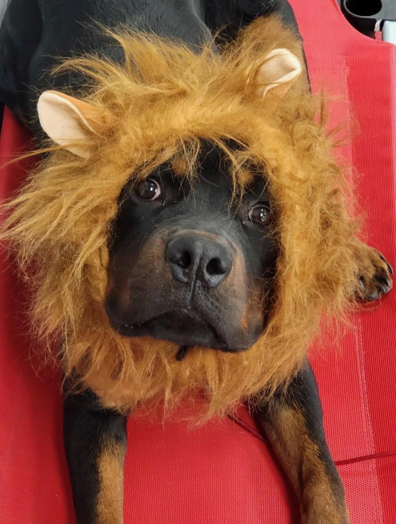 Just a picture of Cerberus on Halloween to hopefully brighten your day 🥺