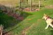Go fetch, human.
