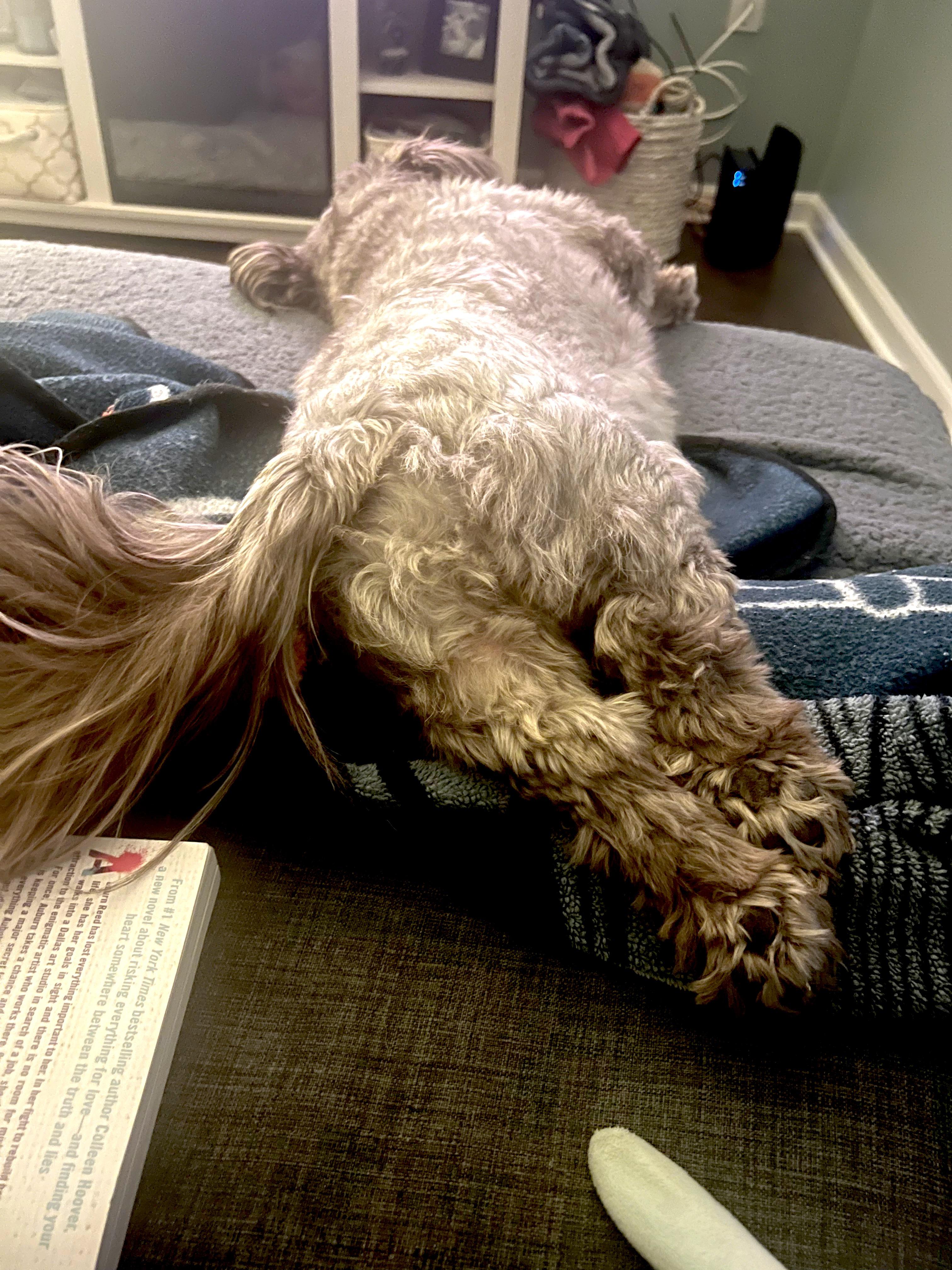 Cutie lil shih tzu behind 😂