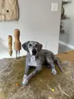 Check out this custom Great Dane needle felted dog replica I just completed 🐾