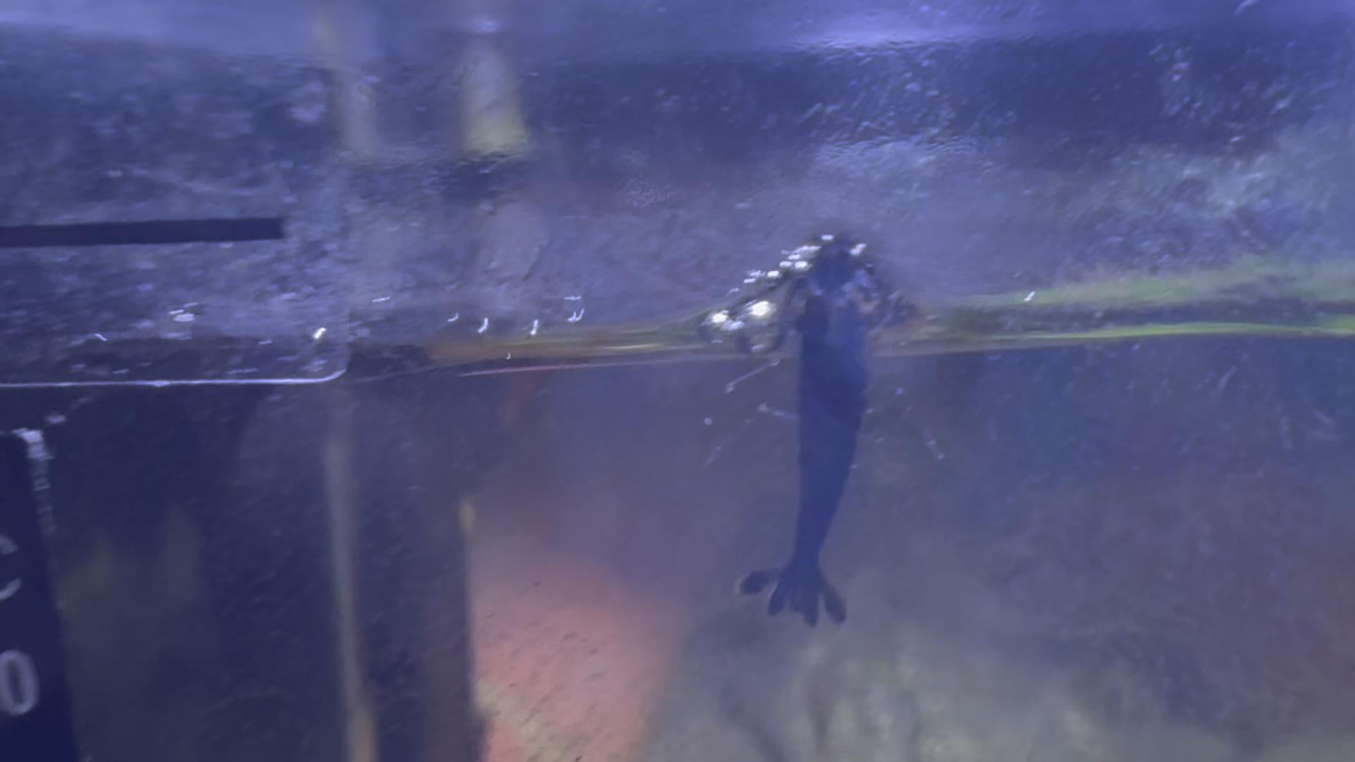 Why does he want to escape??