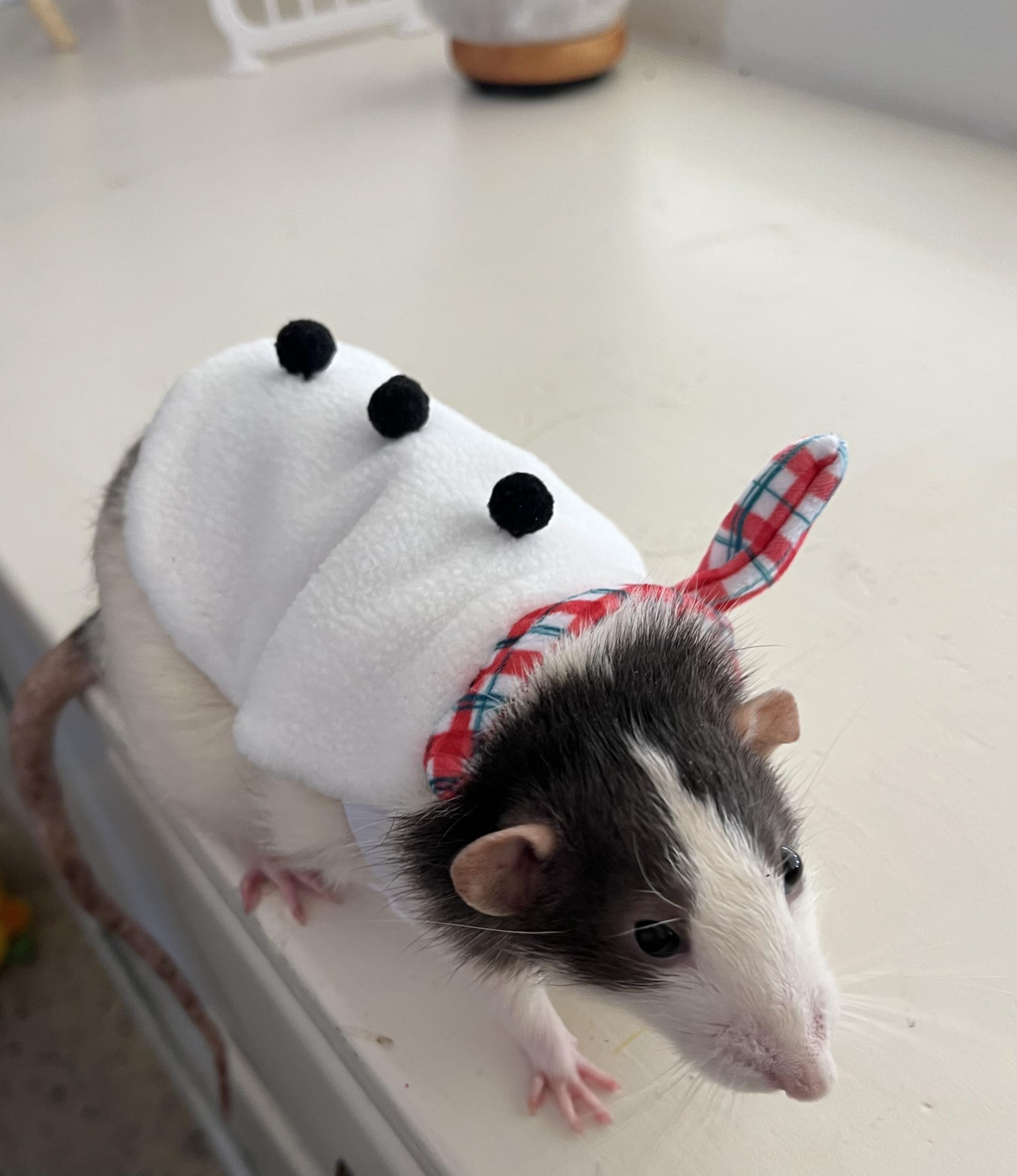 FYI, the petsmart bearded dragon costumes fit fat rats:).