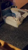 What’s better then one kitty in a box post? A second kitty in a box post with a whole new kitty 🐱 Say hello to Luna Bear fellow kitty lovin’ Redditors!