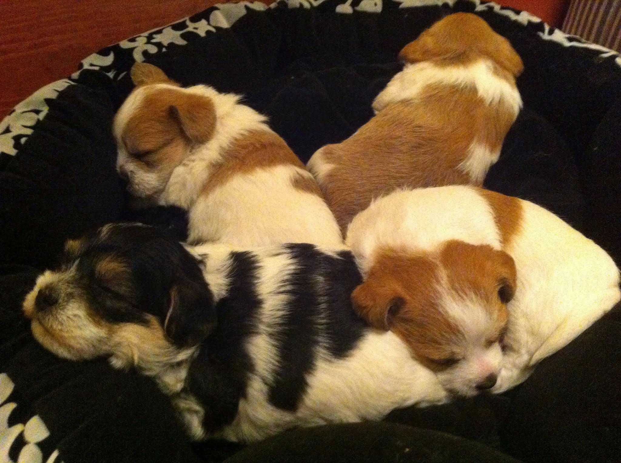 Sleep Tight My Beauties
