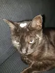 A paper heart on my very annoyed kitty.