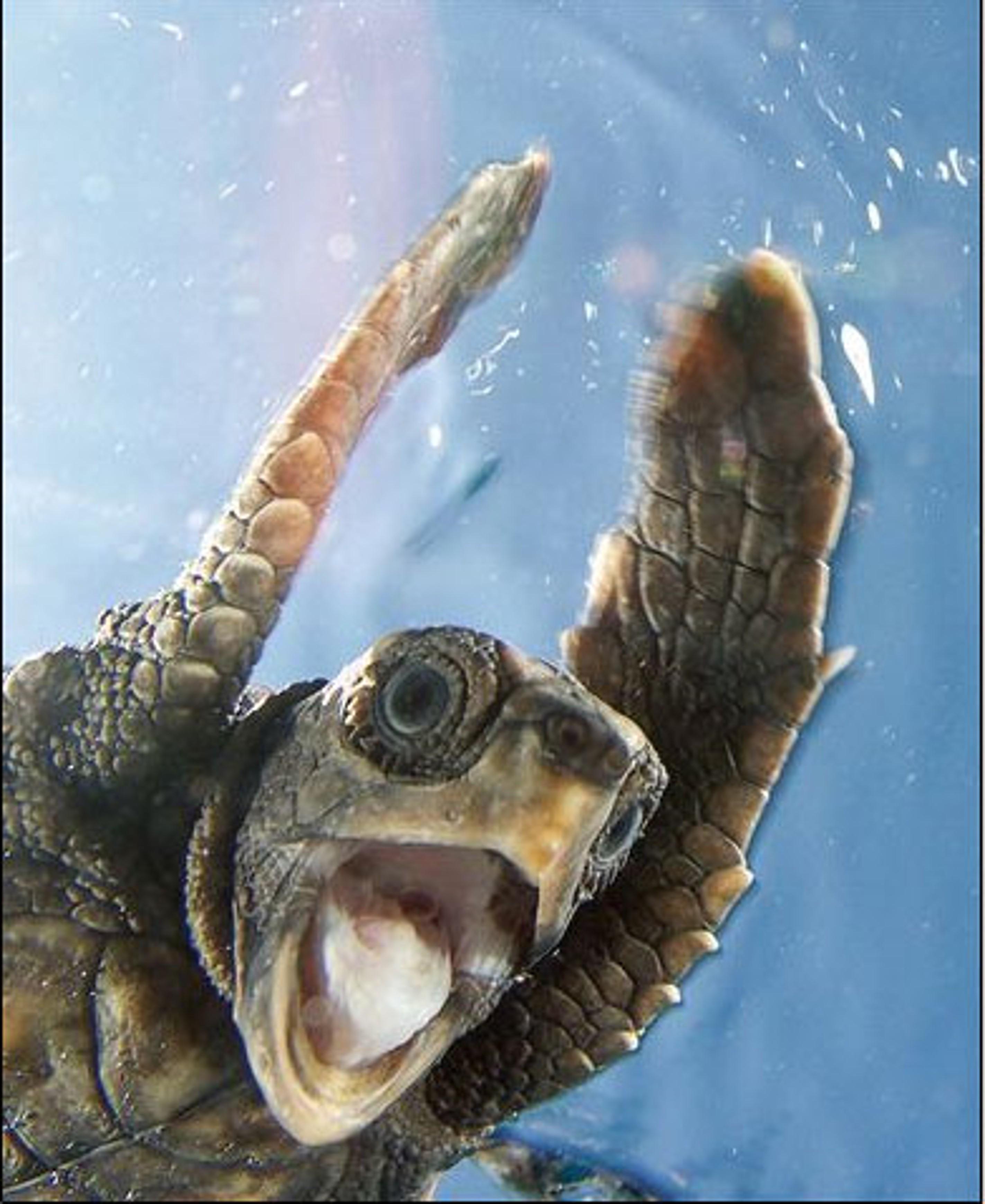Sea Turtle screaming