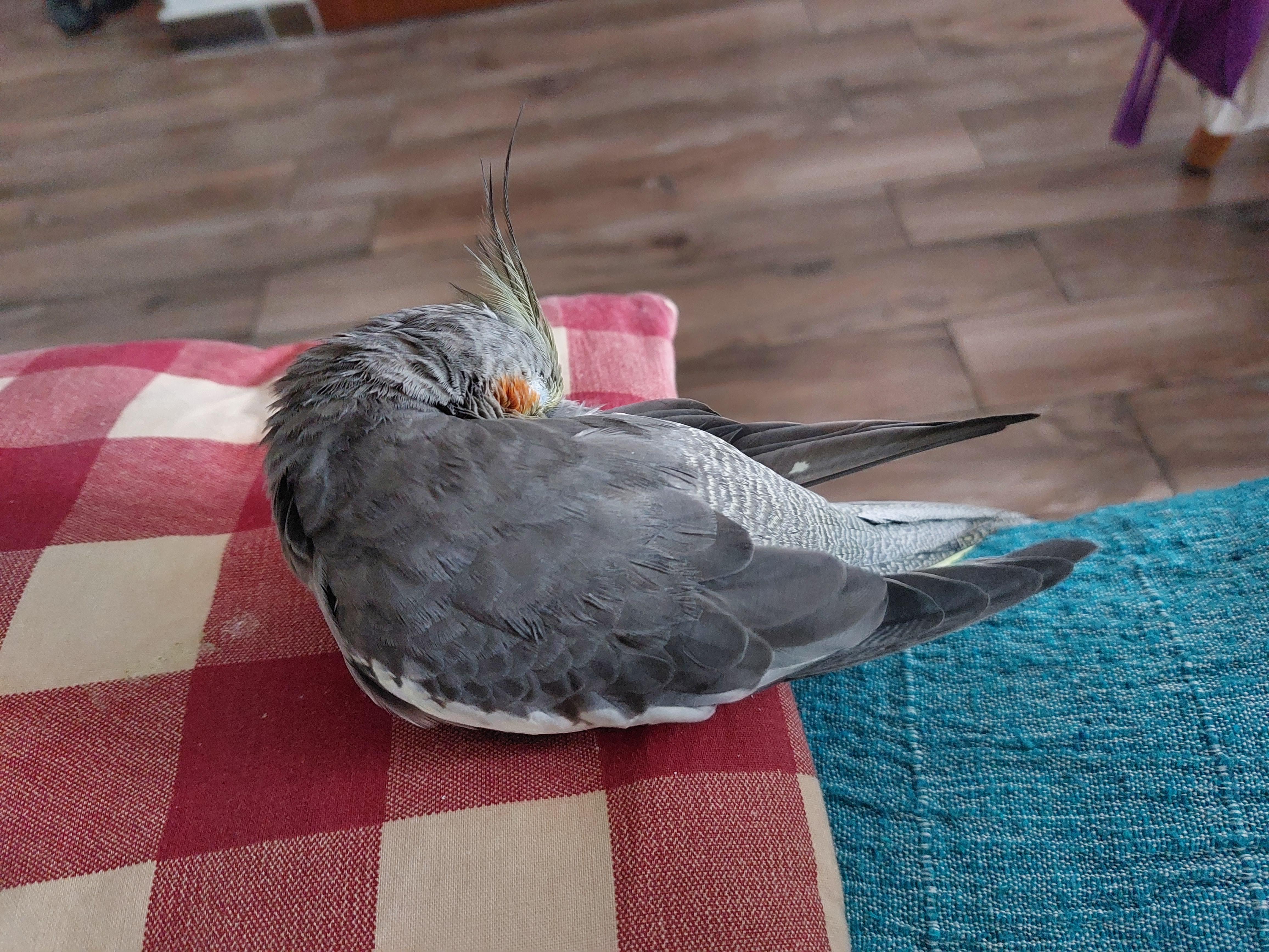 Noodle sleeping on her favourite cushion