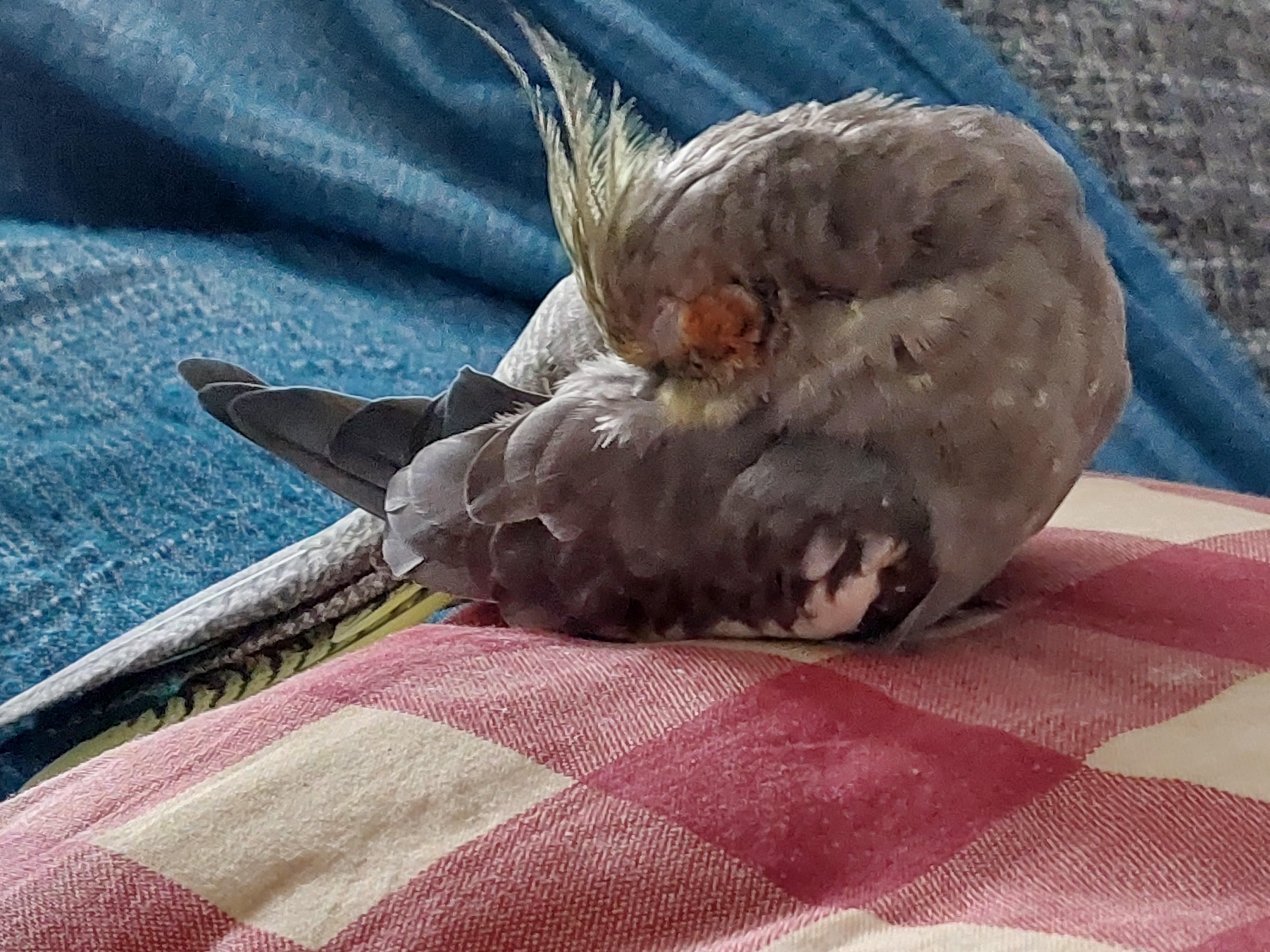 Noodle the grey cockatiel sleeping on a red and white checkered cushion