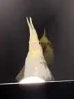 Geordie wants to tell a really scary story about the ghost behind him