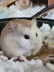 Here is evil hamster today, he was a ball a evil hamster ball