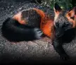 Melanistic Fox one of the rarest animals on earth