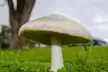 I know nothing about mushrooms but I like photographing them. Western Australia.