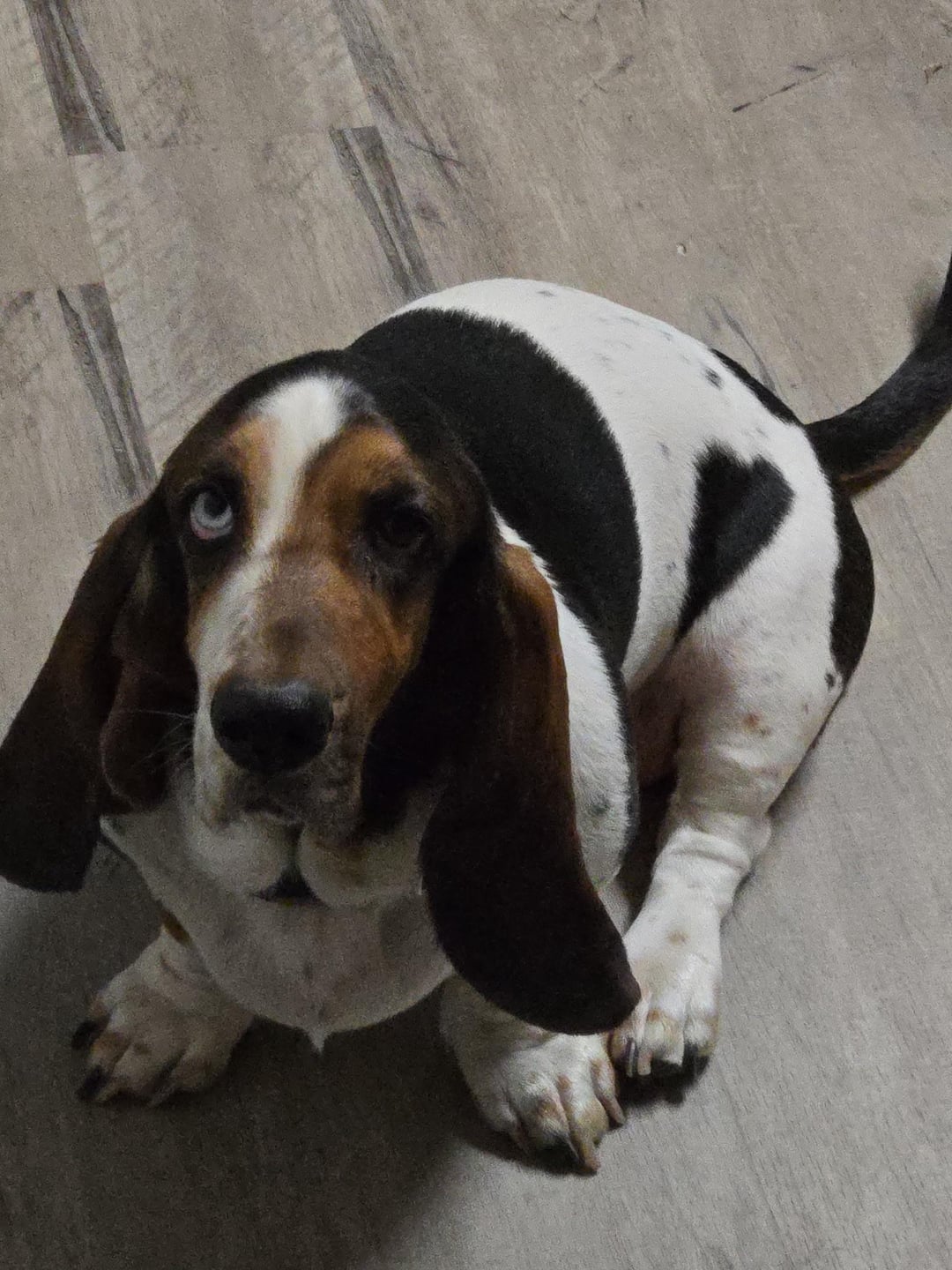 basset
