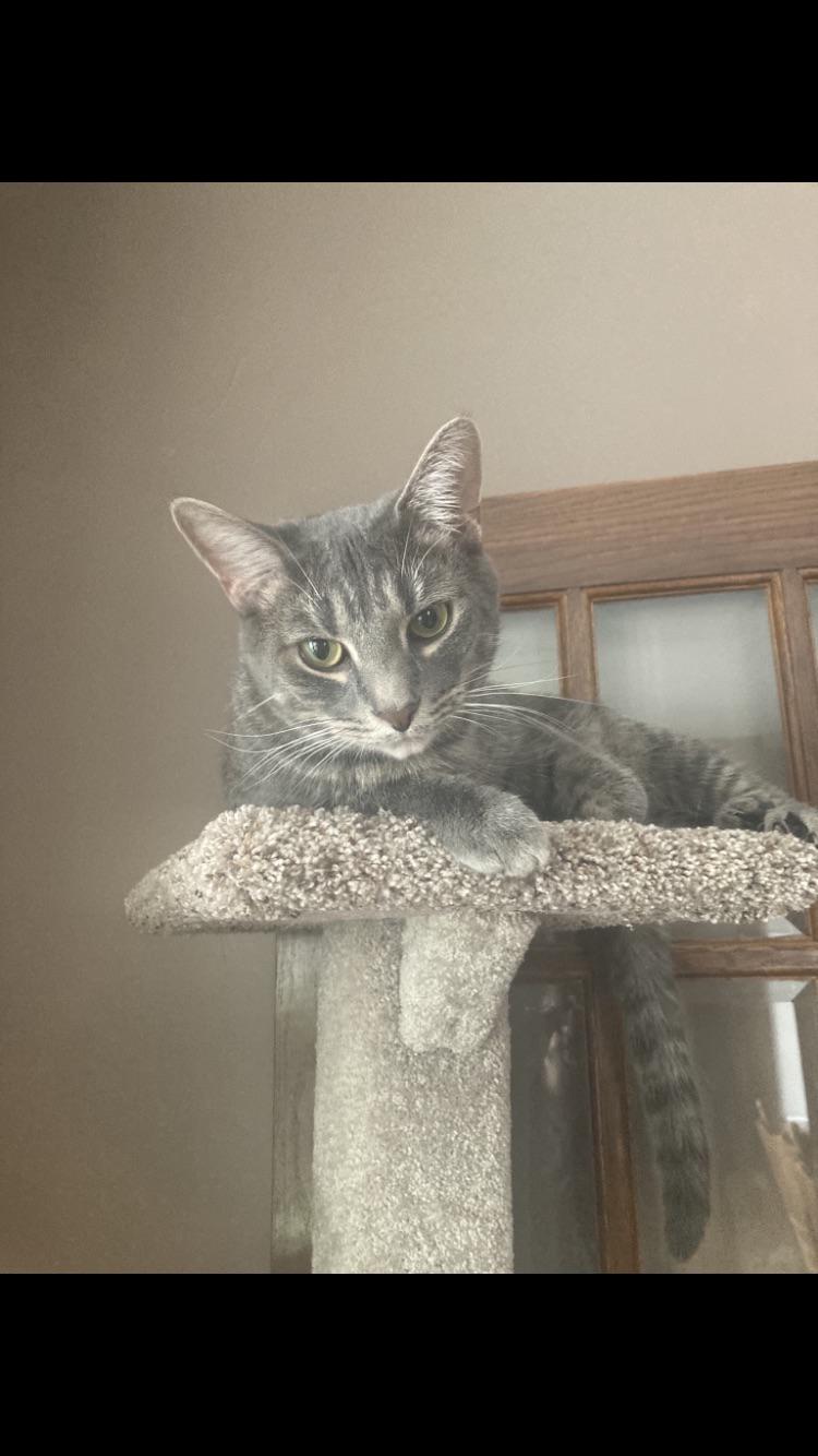 Who has a cat that looks like my mow?