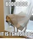 Funny Halloween Memes