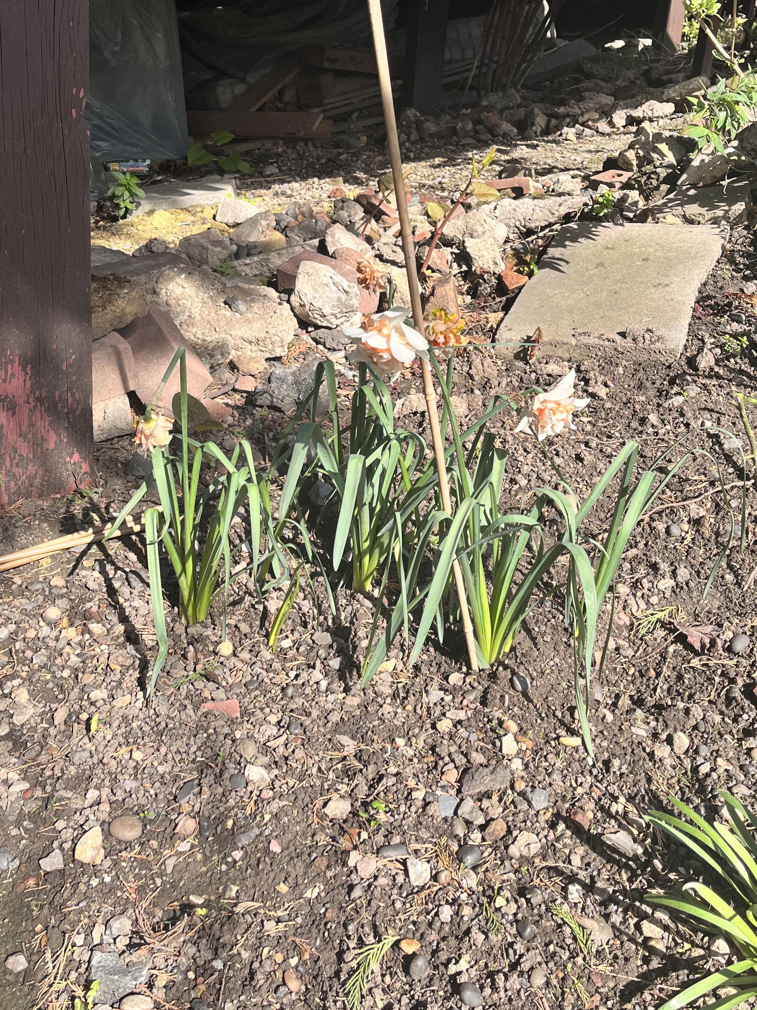 Why hasn’t my daffodil multiplied? | Scrolller