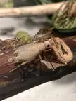 Crickets look like a different species when freshly molted