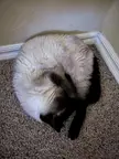 Pussy likes to sleep in strange places