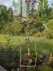 Prune low branches on purple leaf plum tree?