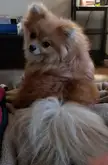 My dog is a nut. She has a smelly butt. Every time she turns around it goes *putt*putt*