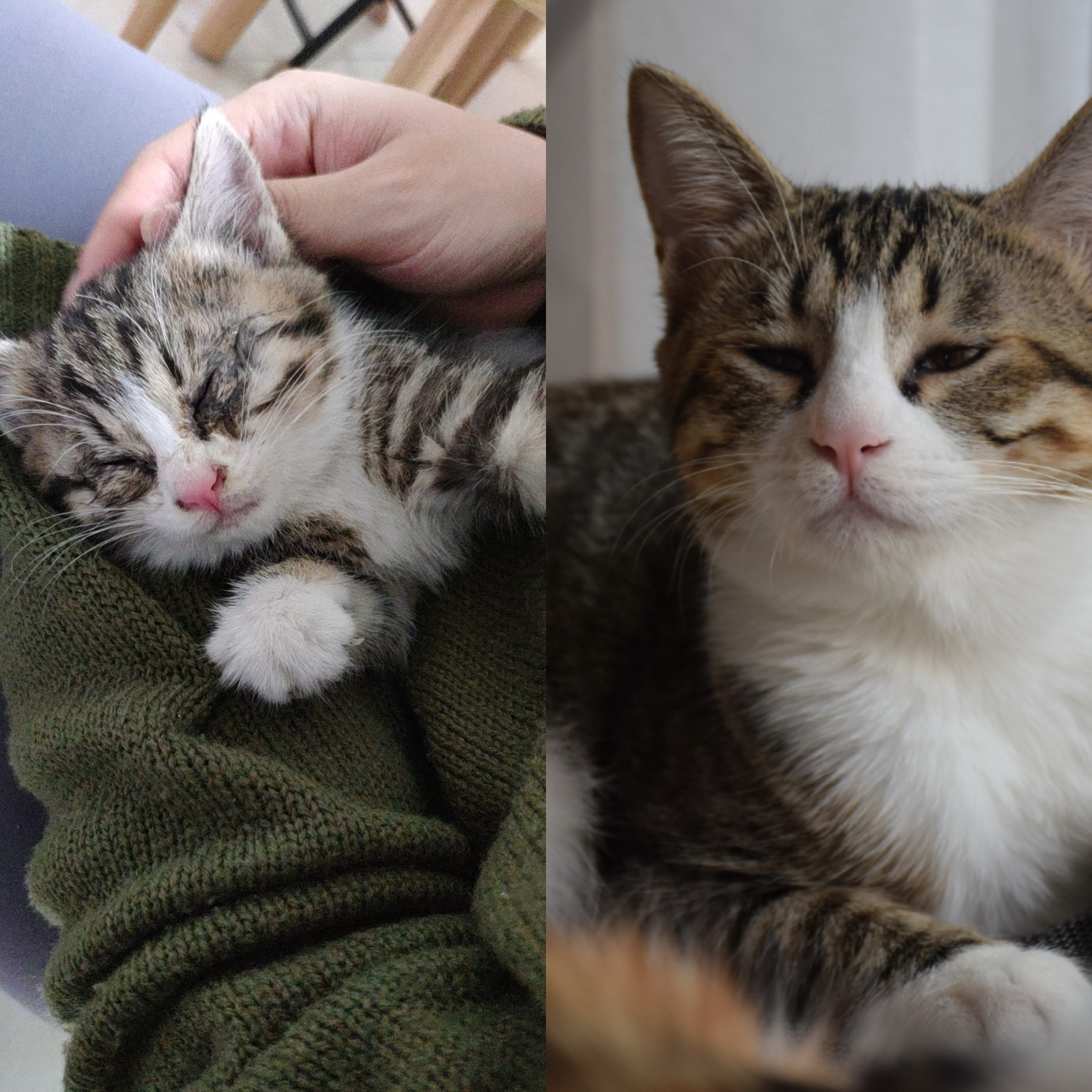 My cat after 1 year after we rescued her abandoned by her mum