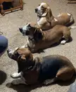 Some days they don’t want anything to do with me, but get a bowl of ice cream and I get an audience
