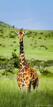 The tallest most beautiful and most elegant animals