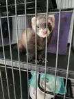 We added a 2nd ferret to our house, meet Storm