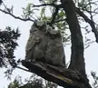 What owl is this?