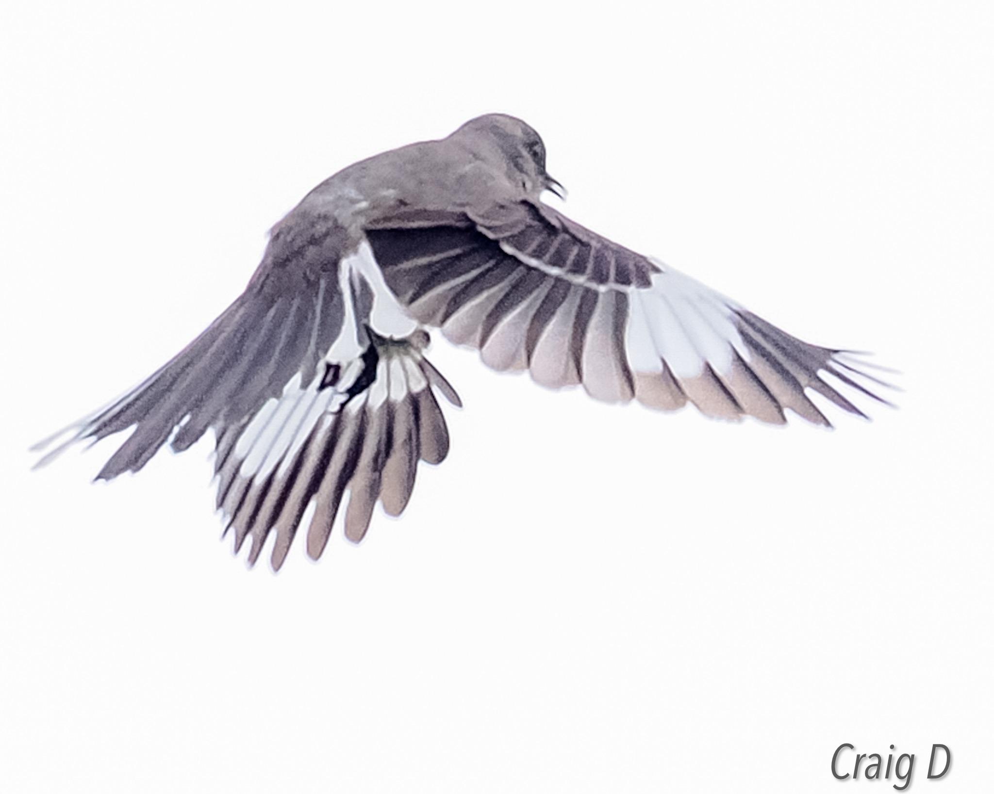 Northern Mockingbird dancing for attention [oc] | Scrolller