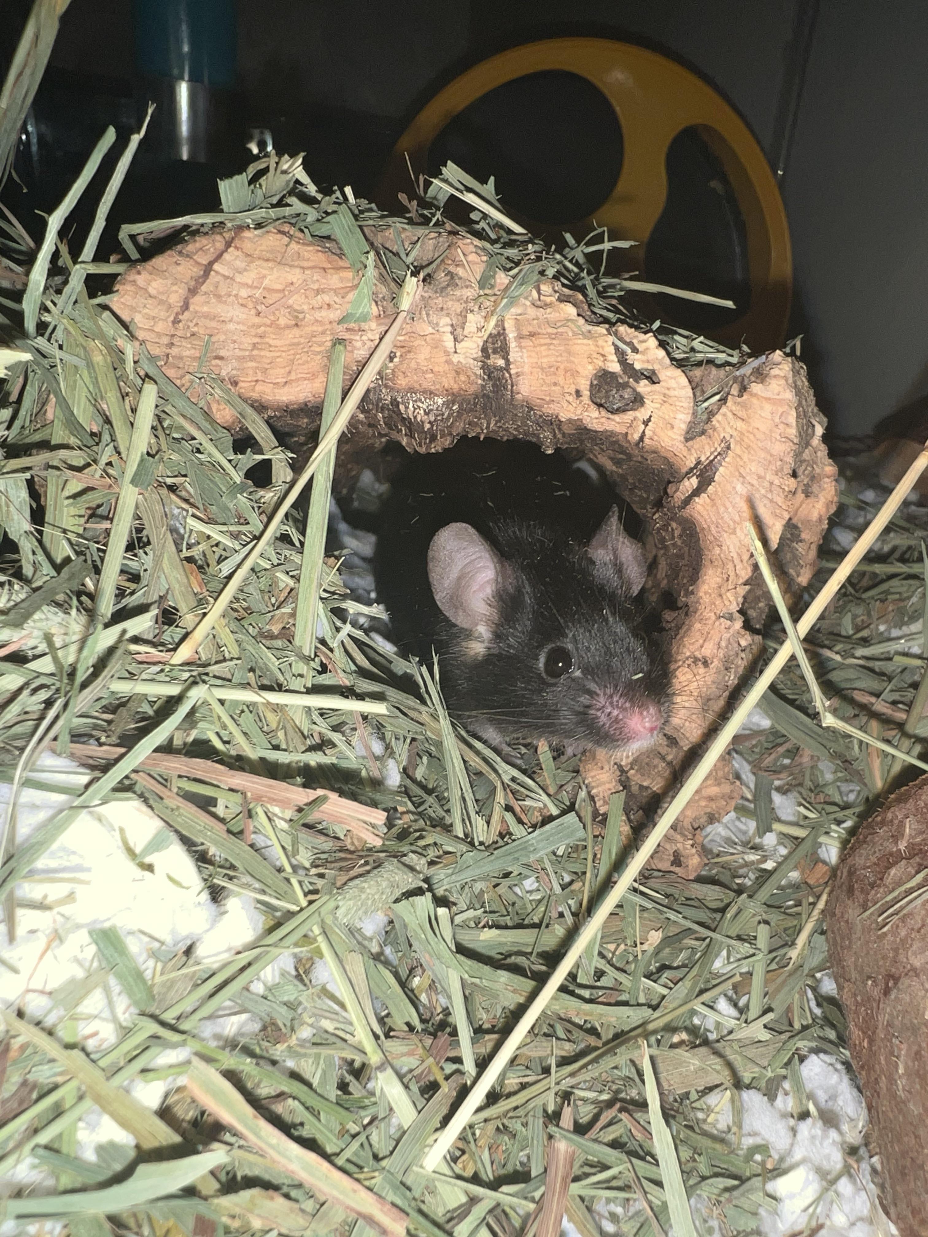 My Tajin aka Spicy Boi took his last breaths today. Rest in Peace baby boy, we will miss you. I rescued him from a coworker nearly two years ago. He was living in a critter trail in a child’s bedroom. I hope he had a good life with me.