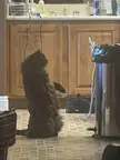 (OC) Why was my cat squaring up with the trash can ? 😂