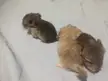 Baby chinchilla
