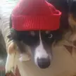 Doggy streetwear