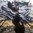 2 cats, 2 mice
