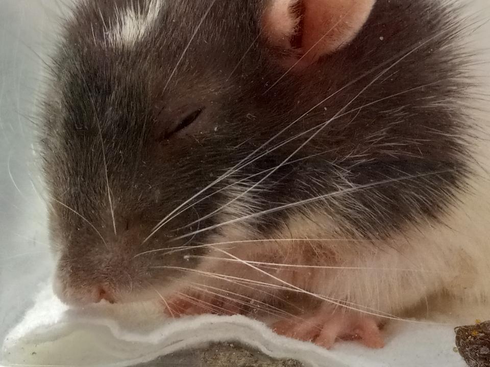 The face of a 3yo+ man that had to wake up early to see the vet